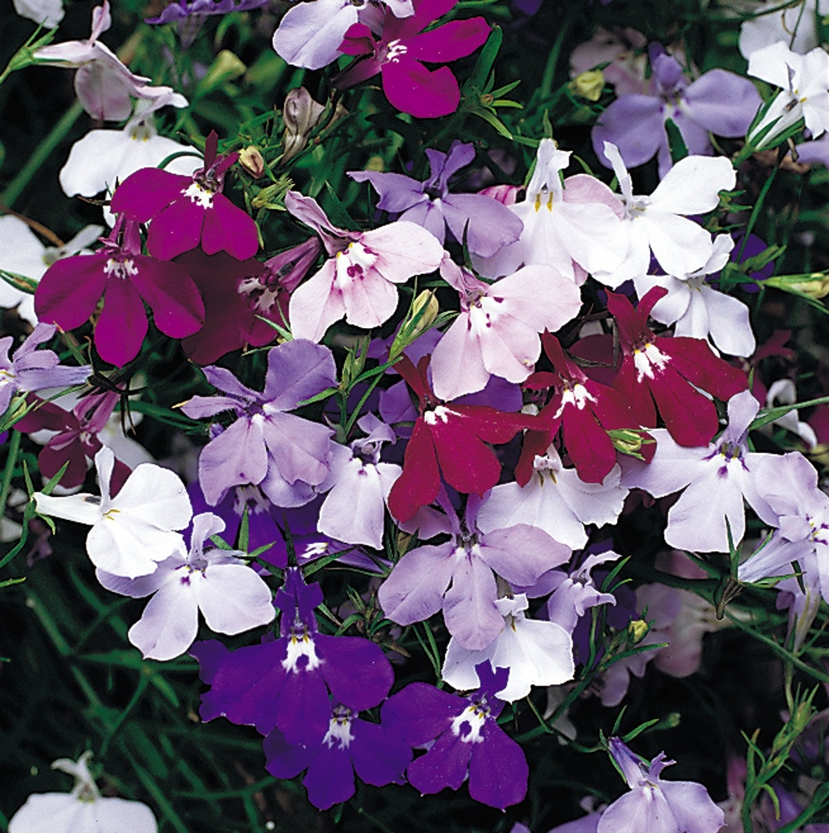 Lobelia Upright 12pk