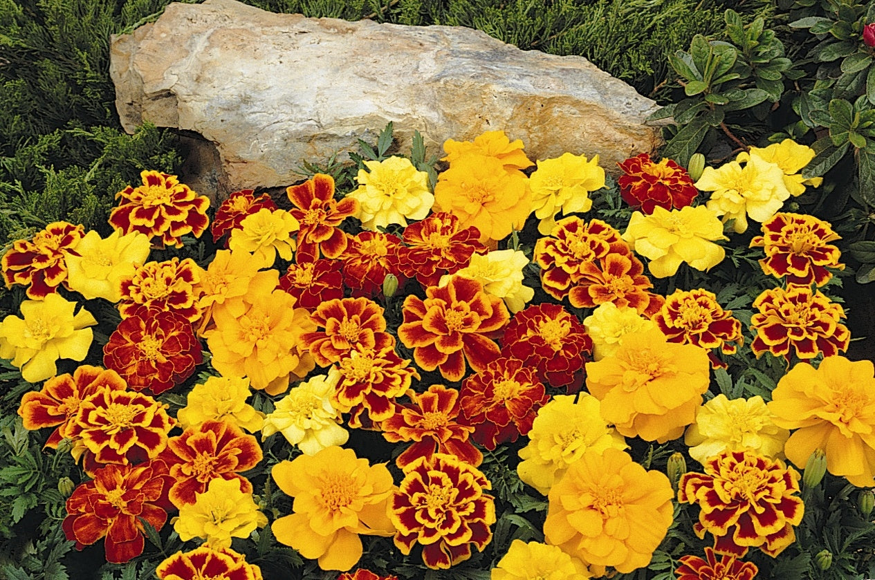 Marigold French 6pk