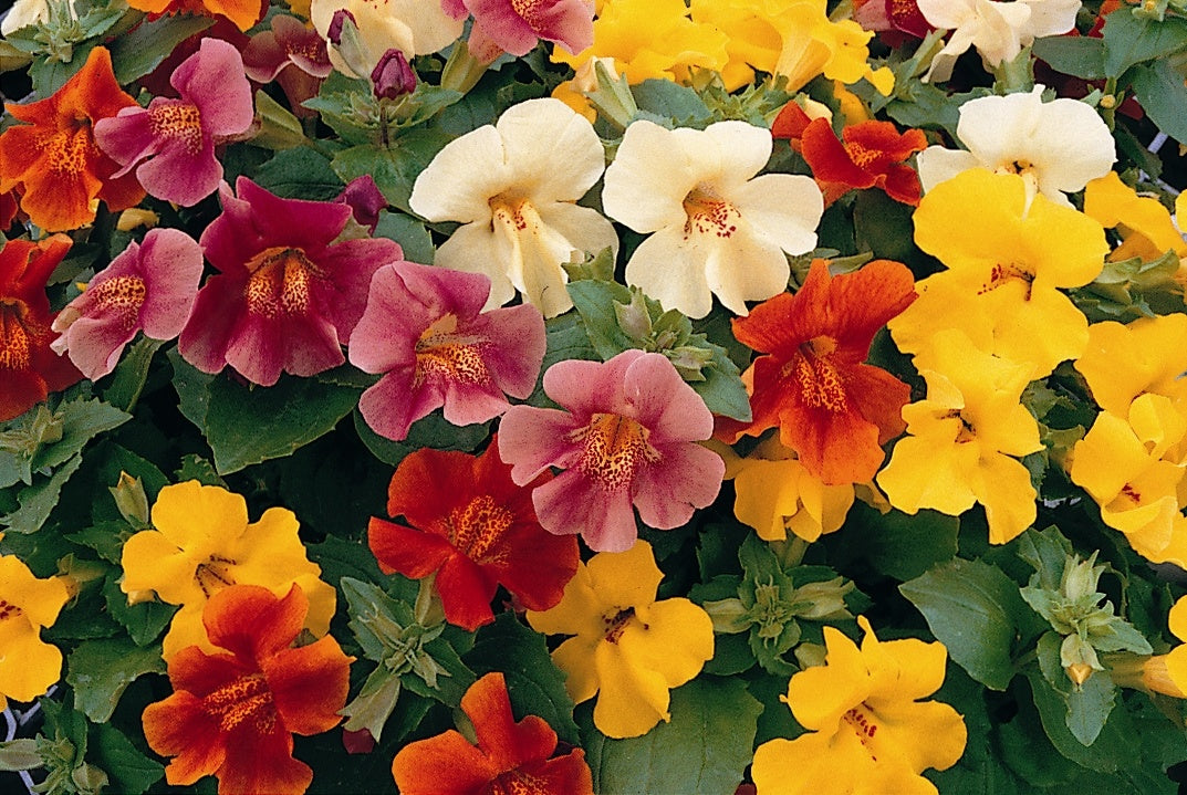 Mimulus 6pk