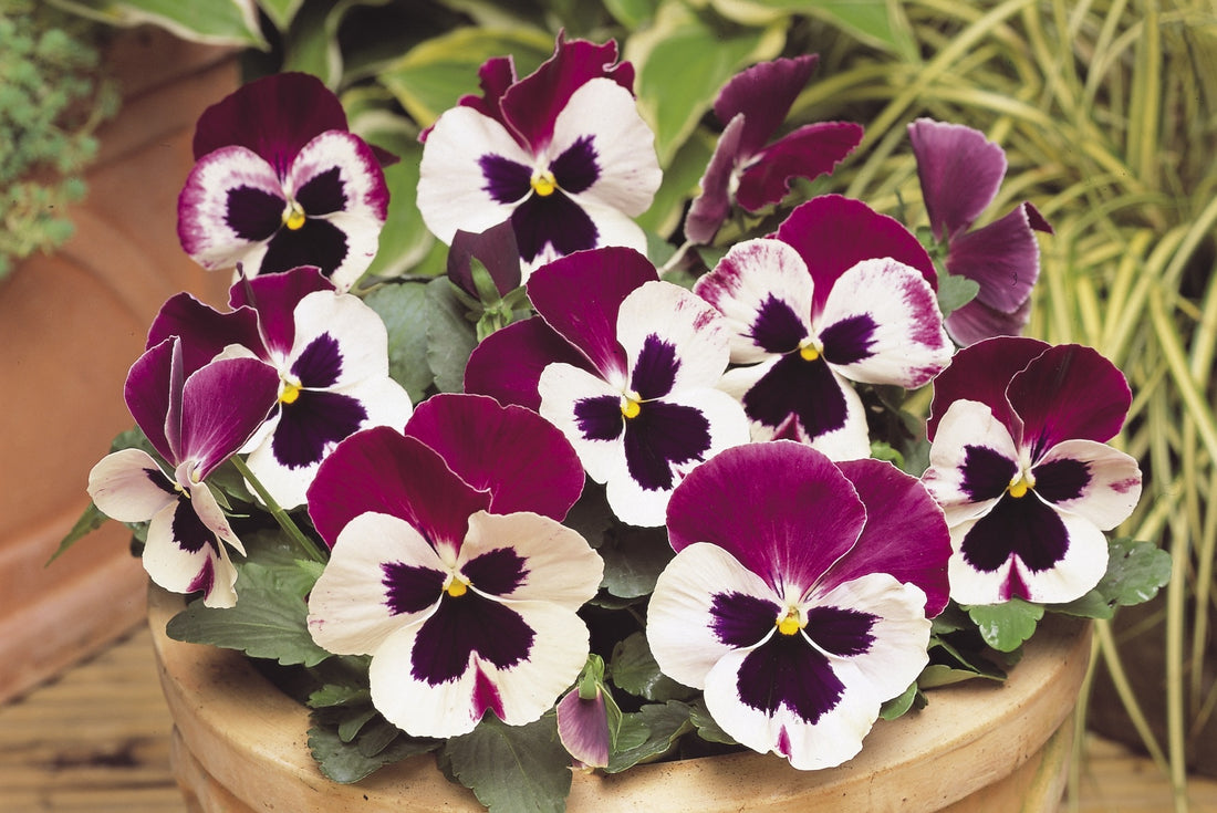 Pansy 6pk