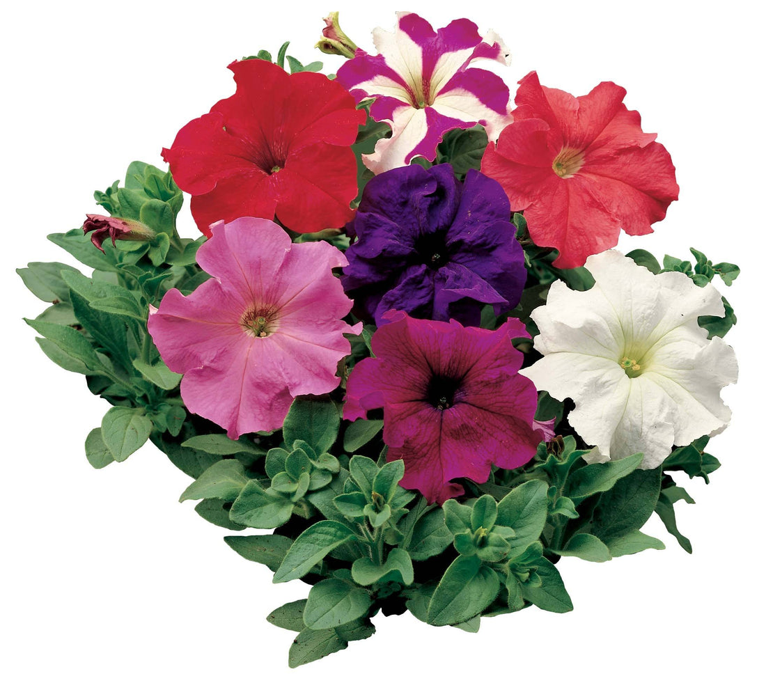 Petunia 6pk
