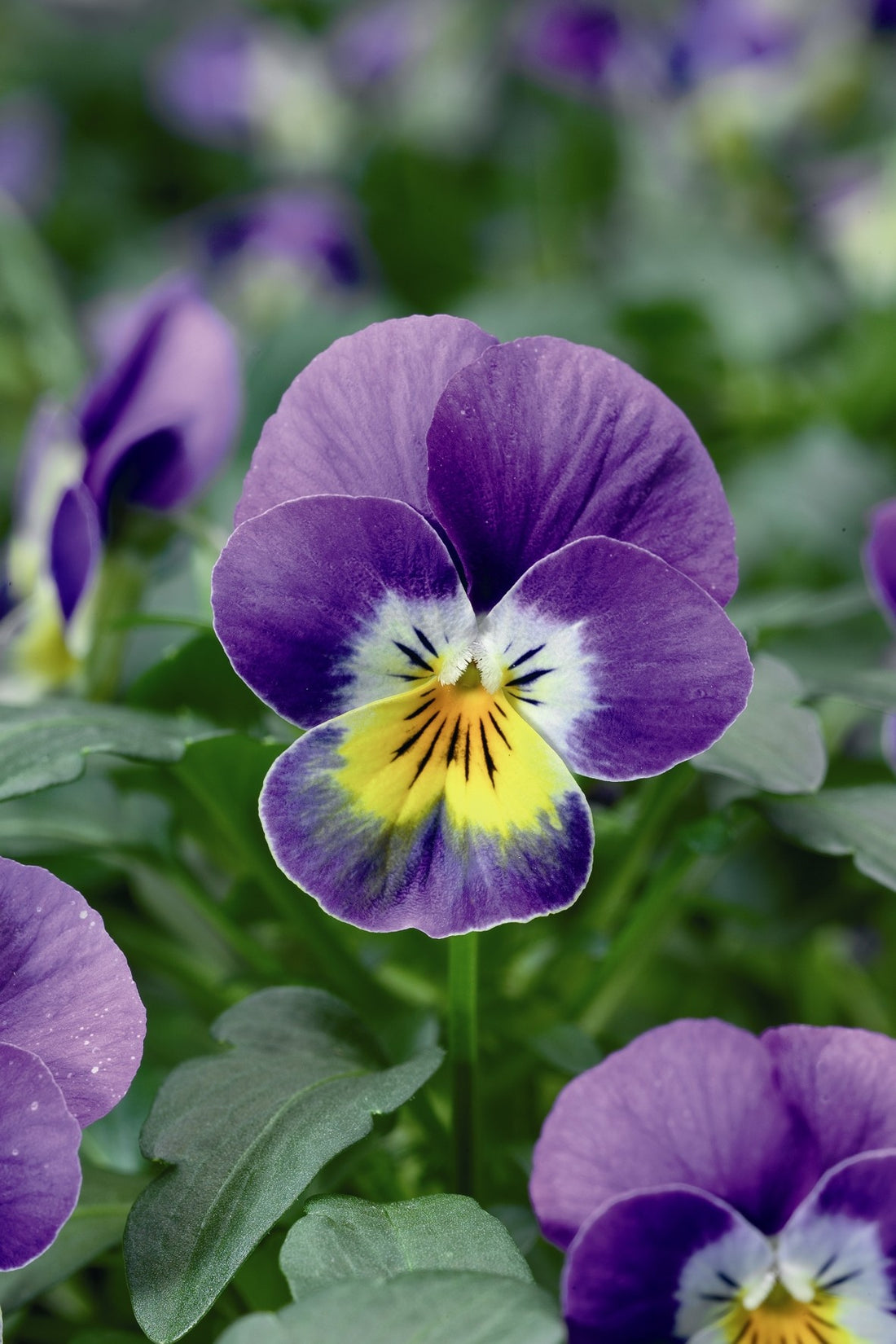 6 Pack Winter Viola