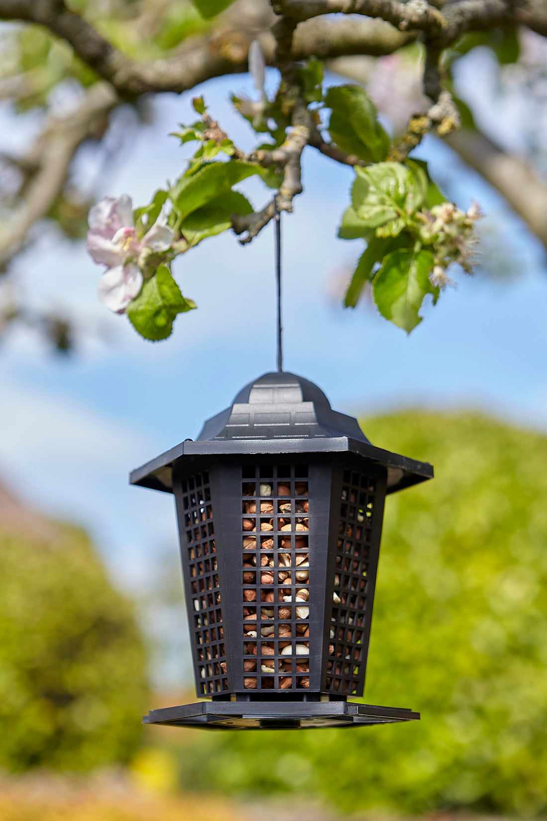 Lantern Peanut Feeder