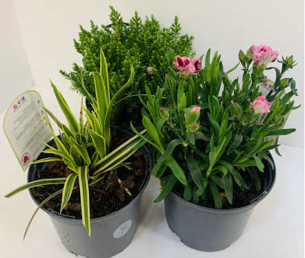 Irish Grown 1L Alpine & Perennial Plant Mix