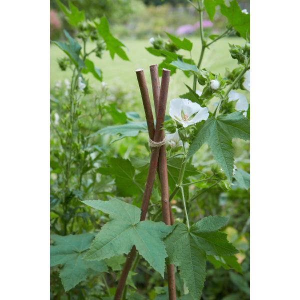 Tom Chambers 180cm Willow Plant Stake (Pack of 10)