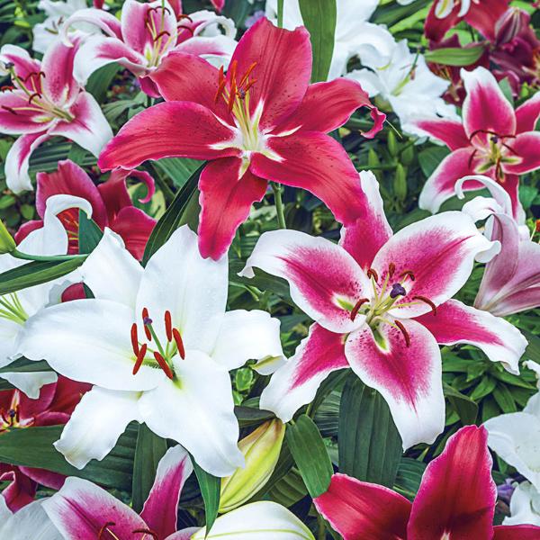 Oriental Lily 3.5Ltr