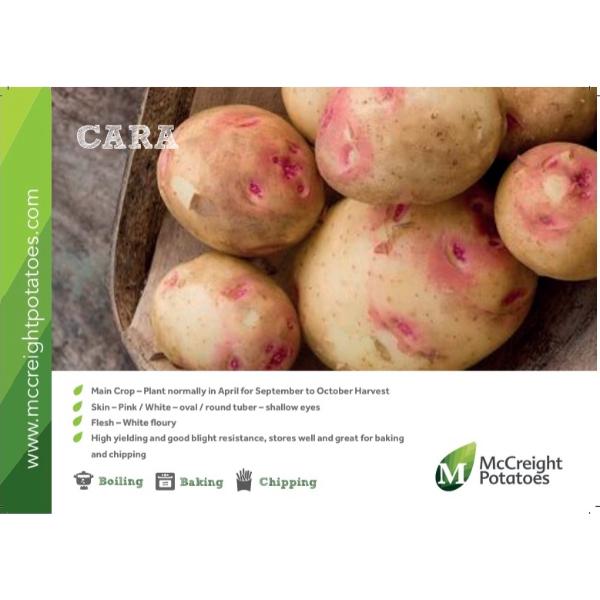 Cara Seed Potatoes 2kg