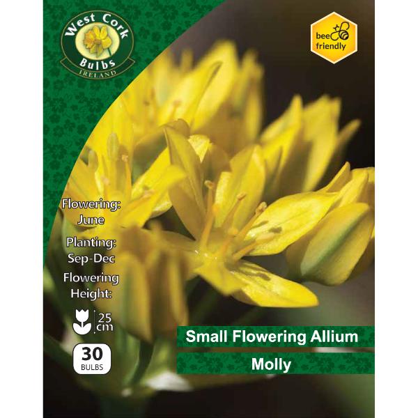 West Cork Bulbs Allium Moly 30 Bulbs