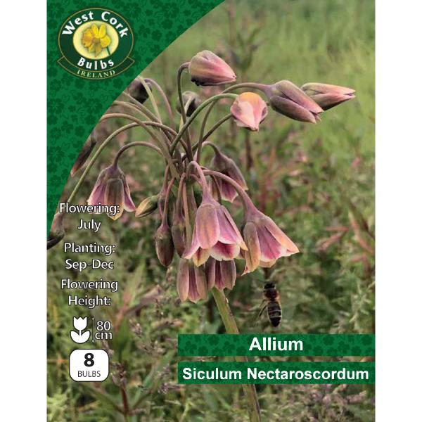 West Cork Bulbs Nectaroscordum siculum 8 Bulb