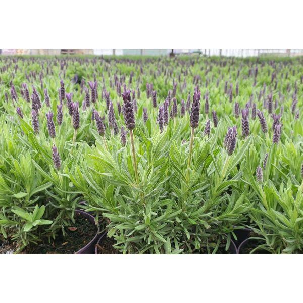 Lavender in varieties 2ltr pot