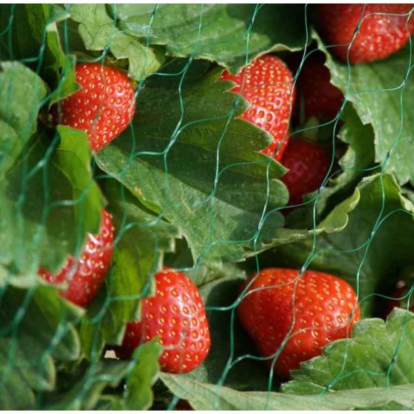 Smart Garden Netting - Green 15mm Mesh 2 X 10M