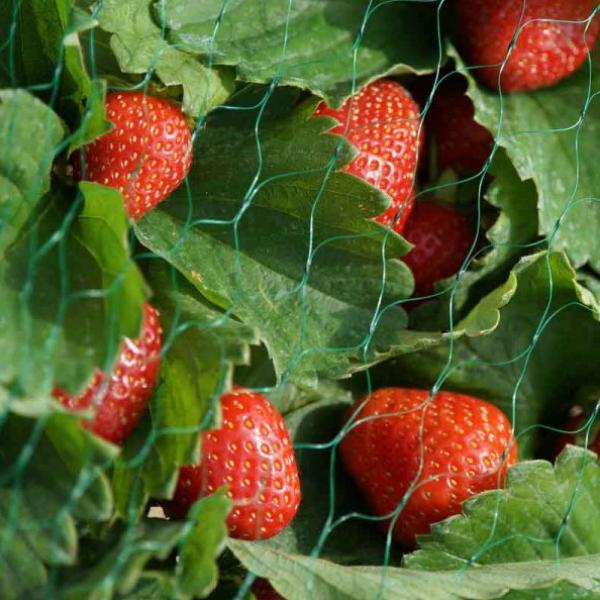 Smart Garden Netting - Green 15mm Mesh 4 X 10M