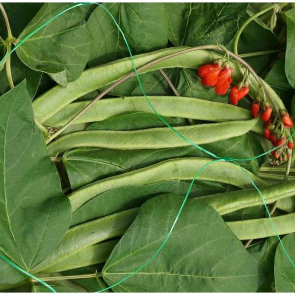 Smart Pea & Bean Netting - Green 150mm Mesh 2 X 5M