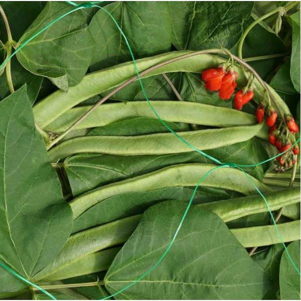 Smart Pea & Bean Netting - Green 150mm Mesh 2X10 M
