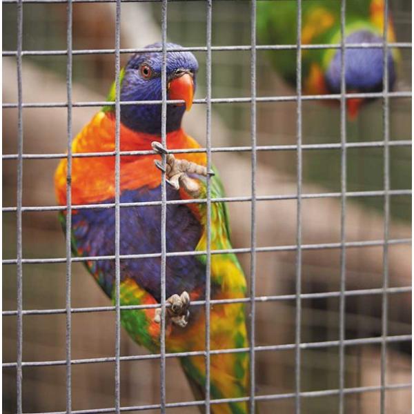 Smart Weldmesh Panel 13 X13mm Mesh 0.6 X 0.9M Galv