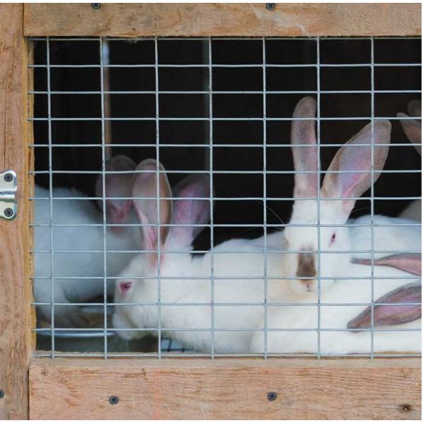 Smart Weldmesh Panel 13X25 mm Galvanised Mesh 0.6 X 0.9m