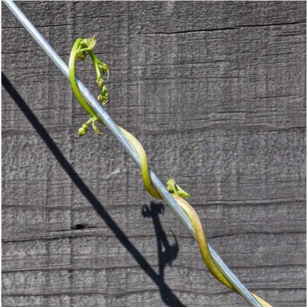 Smart Garden Galvanised Wire 3mm X 25m