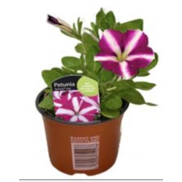 Alpine / Patio Bedding 10cm