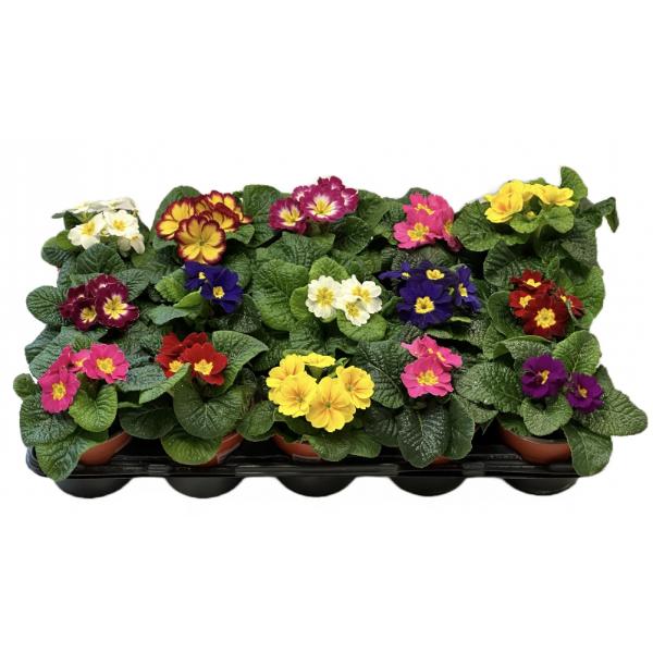 Primrose Single Pot 10cm