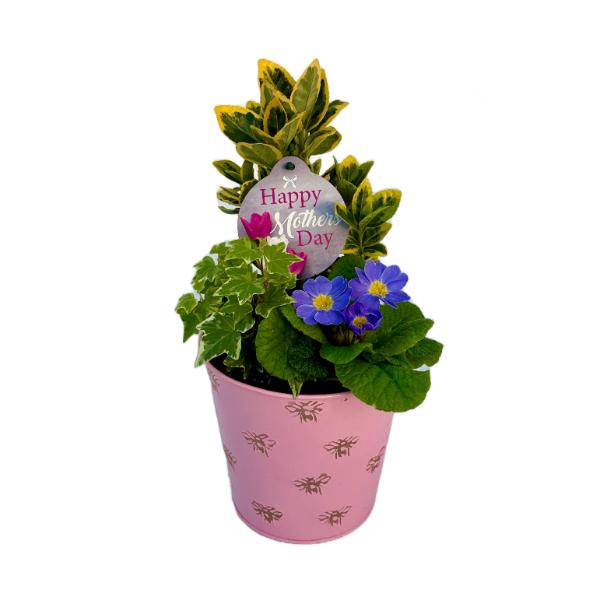Mothers Day Planter - Pink Pot with Bee