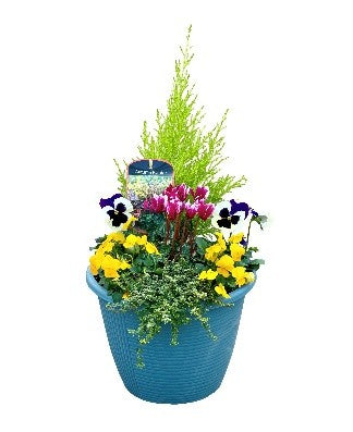 Autumn/Winter Planted Round Container 25cm Blue