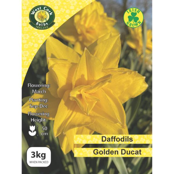 West Cork Bulbs Daffodil Double &