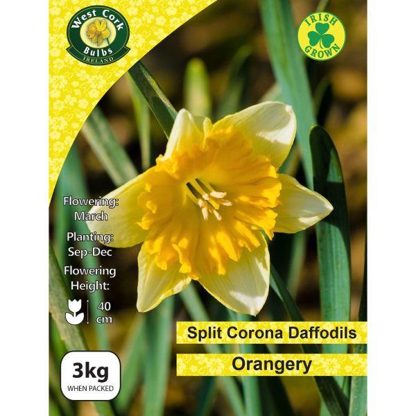 West Cork Daffodil Split Corona Orangery 3kg