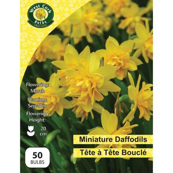 West Cork Daffodil Dwarf Tete A Tete Bouclé 50 Bulbs