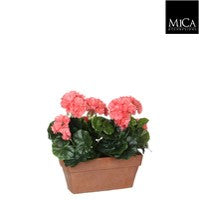 Geranium peach double Indoor Planter