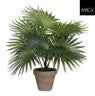 Fan Palm Indoor Plant