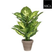 Lepoard Lily Indoor Plant