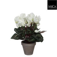 Cyclamen white Indoor Plant