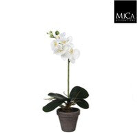 Orchid White Indoor Plant