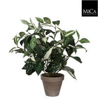 Cordyline Indoor Plant