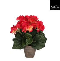 Begonia pink Indoor Plant