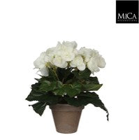 Begonia white Indoor Plant