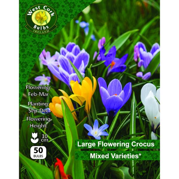 West Cork Bulbs Large Flowering Crocus Mixed 50 Bulbs