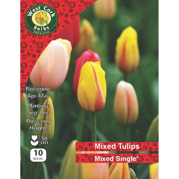 West Cork Bulbs Tulip Single Mixed Varieties 10 Bulbs