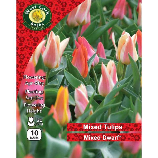 West Cork Bulbs Tulips Mixed Dwarf 10 Bulbs