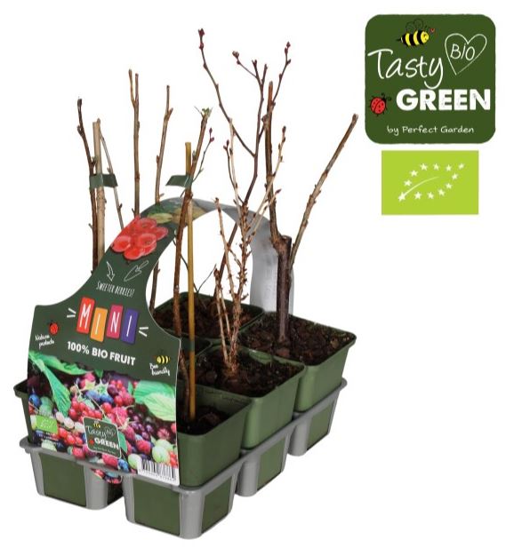 6 Pack Fruit Mix Plants in 9cm pot