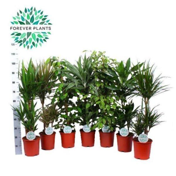 Houseplant Foliage Mix 21cm Pot