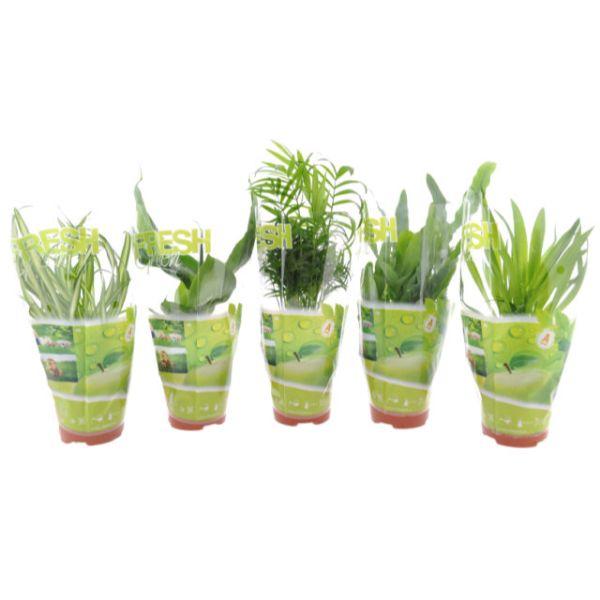 HOUSEPLANT &