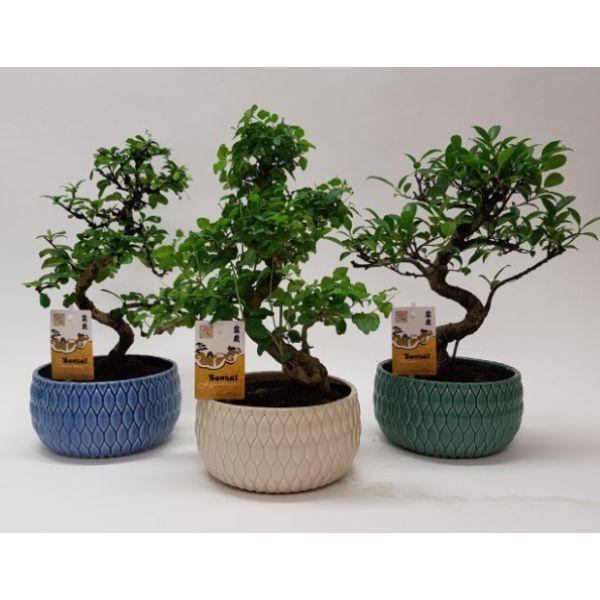 BONSAI MIX 18CM CERAMIC &