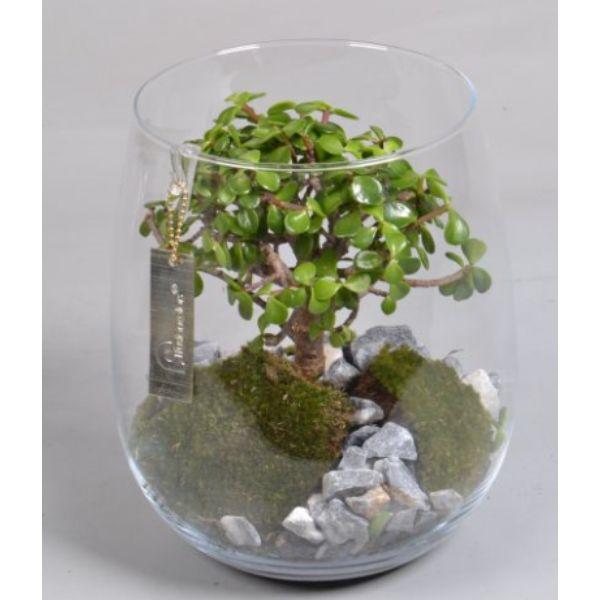 BONSAI ARRANGEMENT 22CM GLASS POT