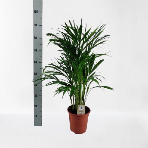 DYPSIS LUTESCENS (ARECA) 90CM
