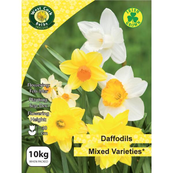 West Cork Bulbs Mixed Daffodil 10kg