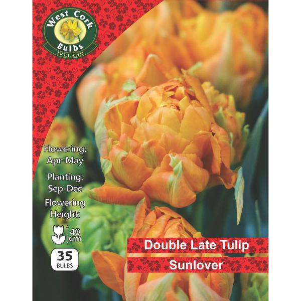 West Cork Bulbs Tulip Double Sunlover 35 Bulbs