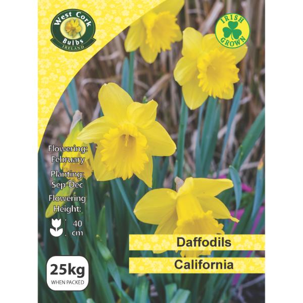 West Cork Bulbs Daffodil California 25Kg