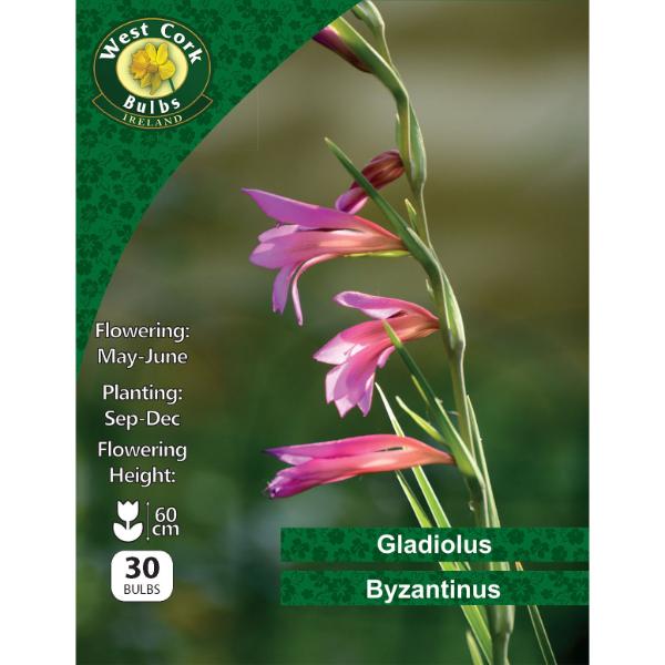 West Cork Bulbs Gladioli Comm. Ssp. Byzantinus 30 Bulbs