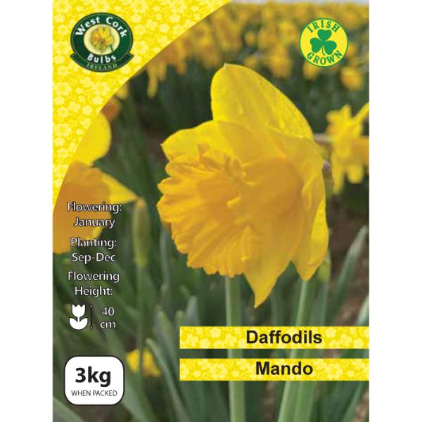 West Cork Bulbs Mando Daffodils 3kg